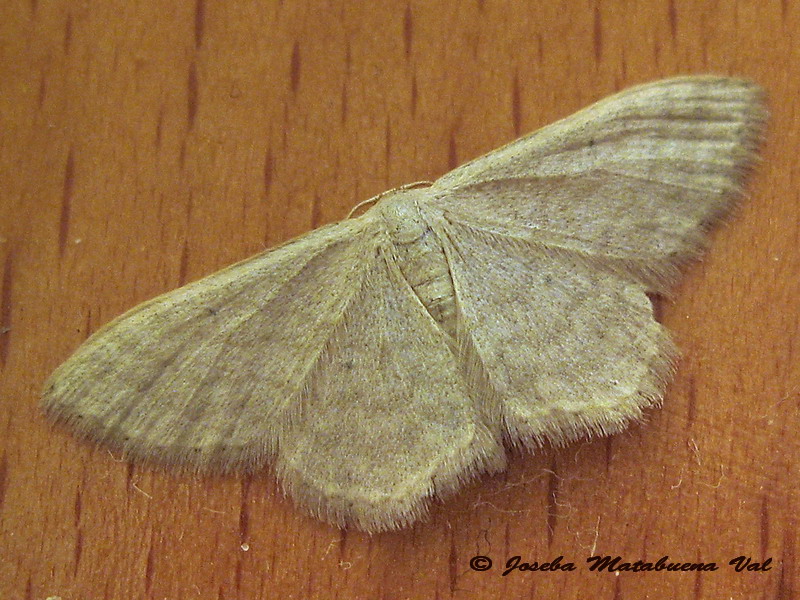 Geometridae da id. - Idaea subsericeata